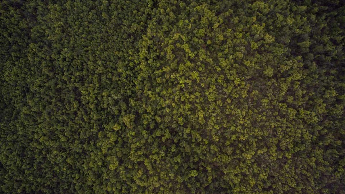 苏荷玉女油真的效果吗