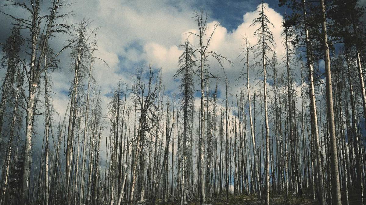 2025年四川三支一扶成绩名单