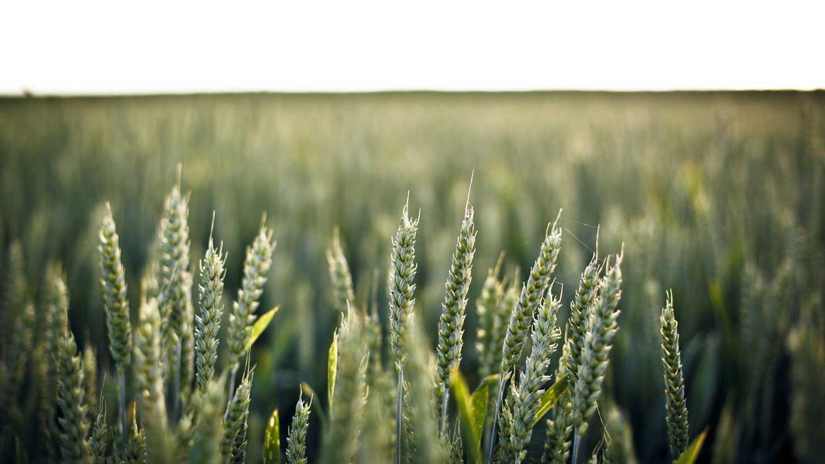 马鞍山中加双语学校怎么样?怎么收费?