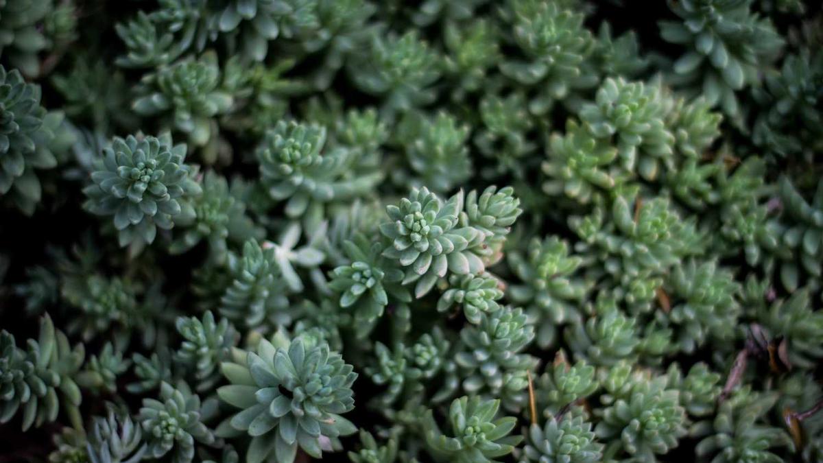 字节跳动是谁创立的