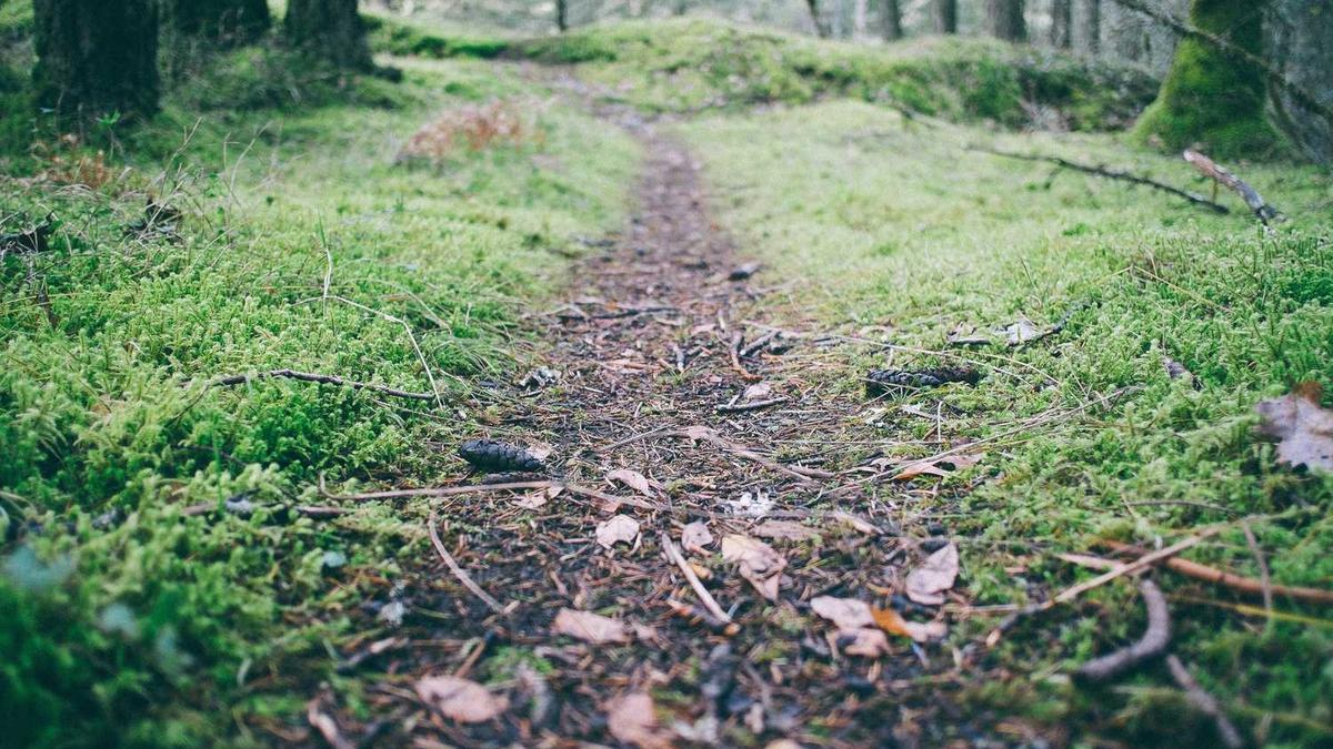 高明稻田马拉松路线图
