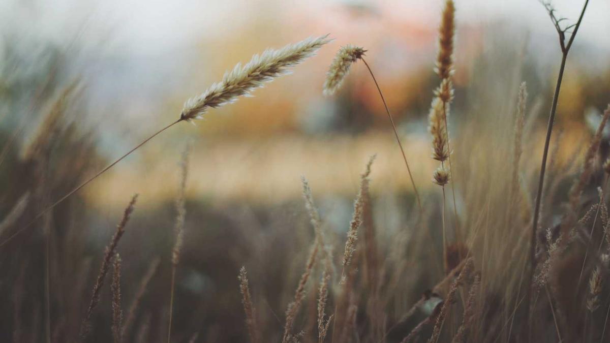 五指山下躯难伸,举目无亲怀仇恨。山鸣谷应身腾达,劈邪除妖感深恩。这...