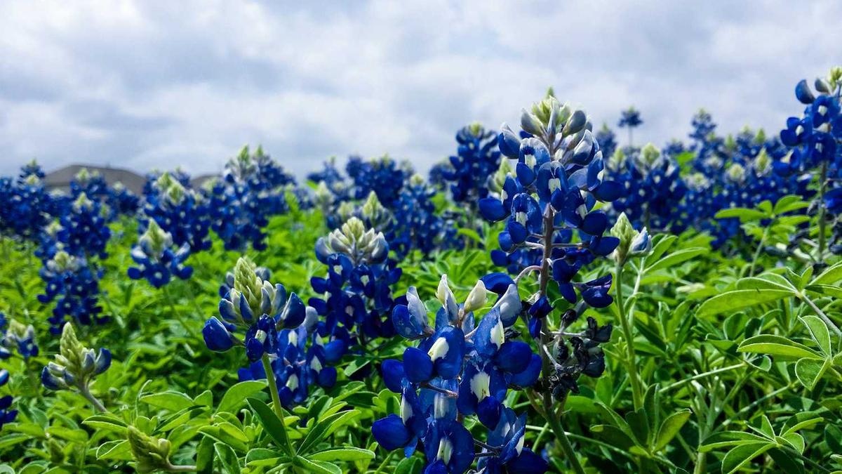 11·15上海静安区高层住宅大火的善后工作